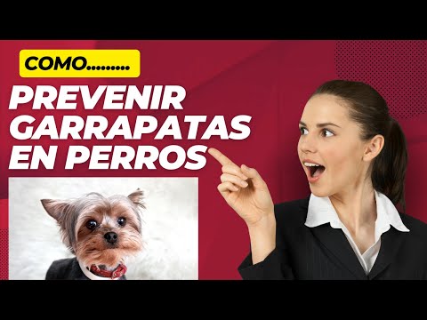 Como detectar y PREVENIR GARRAPATAS en perros guia completa hqdefault