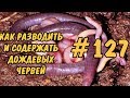 #127 ДОЖДЕВЫЕ ЧЕРВИ. КАК РАЗВОДИТЬ ДОМА И ЧЕМ КОРМИТЬ. EARTHWORMS AT HOME