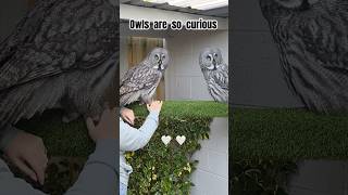 These Owls are so curious 👀 🦉🥰#owl #birds #cute #funny #love #owlmammy #asmr #pets
