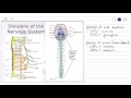 Nervous Tissue - Overview