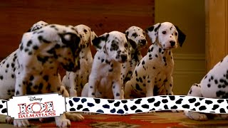 Puppies Get Their Collars | (9/15) Movie Scenes | 101 Dalmatians (1996) HD