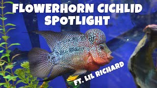 Meet Lil Richard! - Flowerhorn Cichlid Spotlight/General Overview