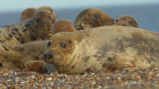 Suffolk Seals