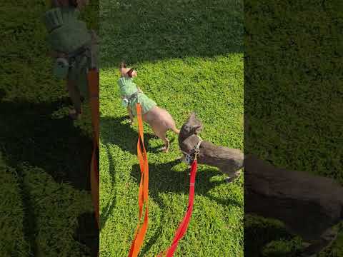 April Adventures with Our Two Adventure Cats! #shorts #pets #cats #sphynx #korat #adventures #dayout