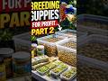 Breeding guppies fish for Profit #guppytank #fishaquarium #guppyfarm #viralreel #viralshortvideo