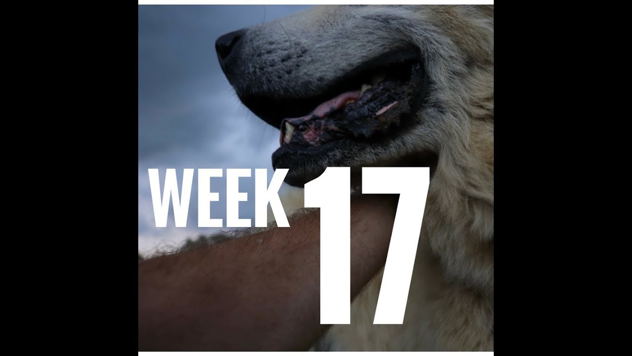 organic farms near me CSA Week 17