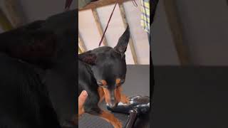 Min pin dog / Kanniyakumari dog show 2023