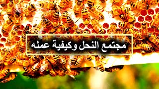 مجتمع النحل وكيفية عمله