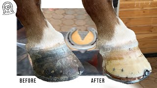 Horseshoeing Transformation ASMR: The Art of Re-Shoeing & Adding a Hoof Pad