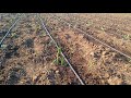 Выращивание капусты / пекинской капусты зимородок