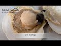 Fresh jumbo sea scallops savor the worlds finest delicacy global seafoods fish market and cooking