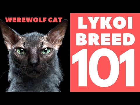 (The Werewolf Cat) Lykoi 101 : Breed & Personality