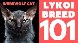 (The Werewolf Cat) Lykoi 101 : Breed & Personality