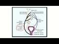 External urethral sphincter of urethra MRCS question solve (CRACK MRCS)