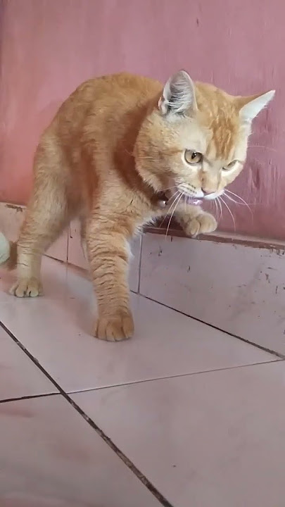 kucing muntah