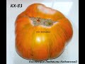 Самые урожайные сорта томатов часть 3   новогодний выпуск