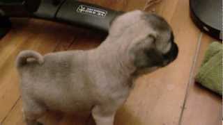 Caruso pug puppy first day home