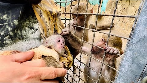 Люся и компания буквально ТАЩИЛИ НАС через решетку к себе, чтобы ПООБЩАТЬСЯ с Фиником!