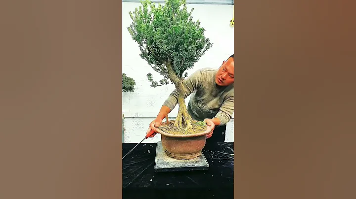 改造他永垂不朽 고난도 기술🌳高难度盆景制作 专业示范 价翻天 - 天天要闻