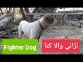 Beautifull fighter dog ll bigg  fighter dog ll by mayo tv entertainment