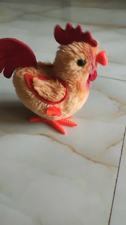 kodi||chicken song🐥🐤