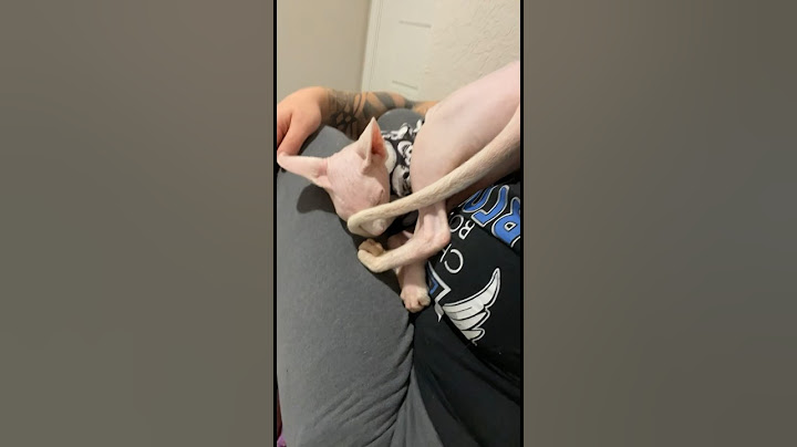 How can you not LOVE her? #cute #animals #cat #funny #sphynx #pets #shorts