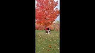 BEAUTIFUL FALL | 13 MONTHS OLD  SHEEPADOODLE