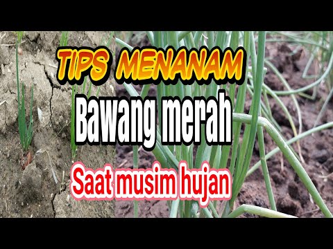 Video: Cara Memproses Dan Menanam Bawang Dengan Betul Pada Musim Bunga