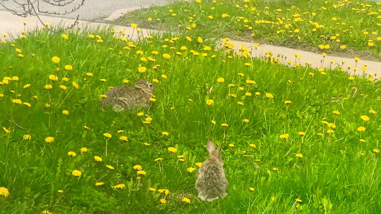 Why Do Rabbits Jump Over Each Other?🤔🤔 YouTube