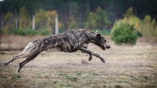 The Irish Wolfhound - If World’s Tallest Dog Dangerous With Kids