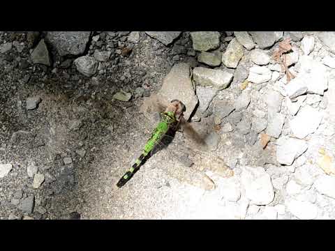 Dragonfly vs Horse (??) Fly.