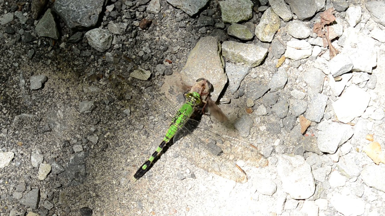 Dragonfly vs Horse (??) Fly. YouTube