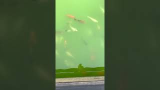 Wonderful place at Kenscoff #haiti #fish #nature #food #haitian #short #shorts #challenge