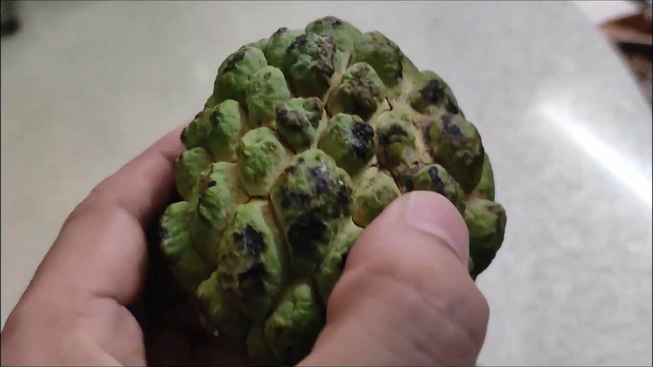 how-to-eat-custard-apple-sugar-apple-youtube