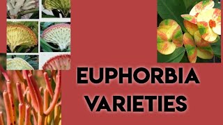Euphorbia plants/Spurge plants