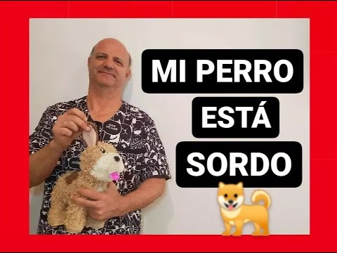 Video: Enseñe a su perro a amar viniendo a usted