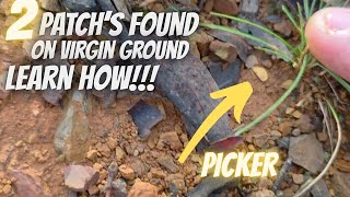 2 patches found on virgin ground and how I work them. 
