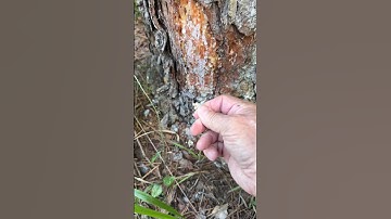 HOW TO Get Pine Sap OFF Your Hands #shorts