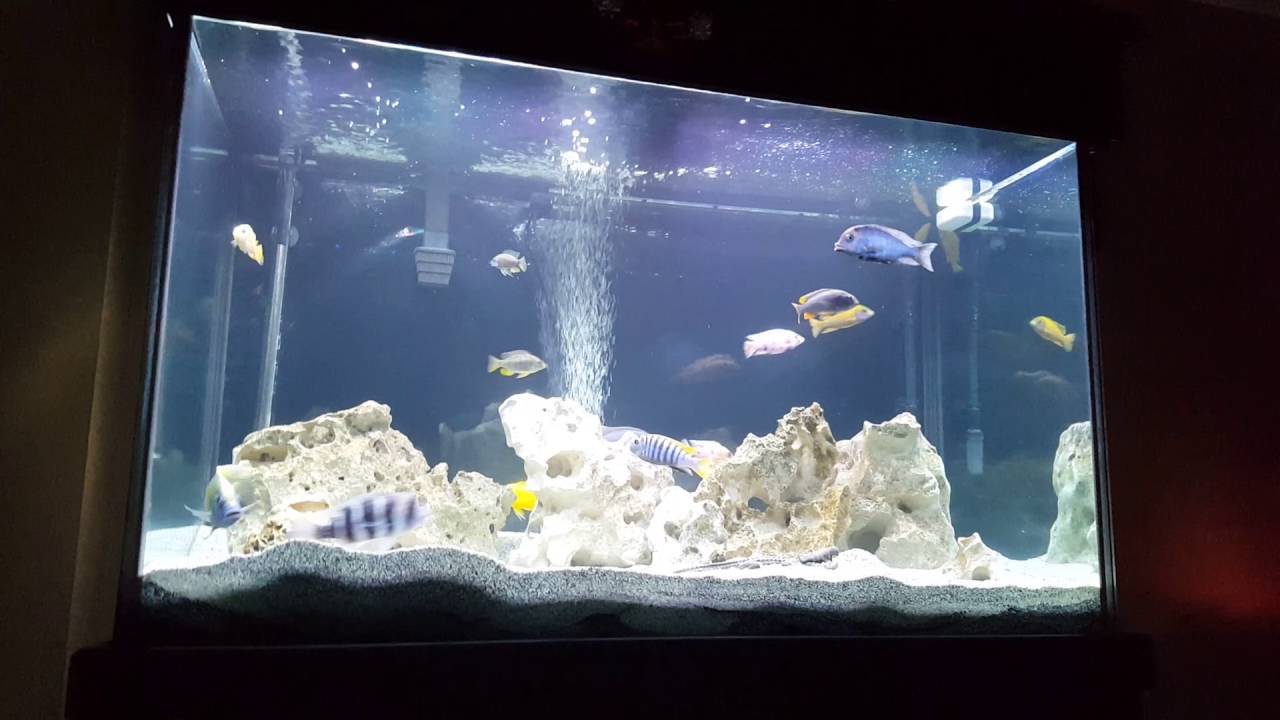 my new tank 150
