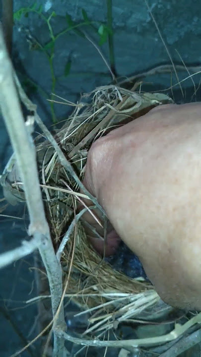 panen anakan Wambi mini /tieumi