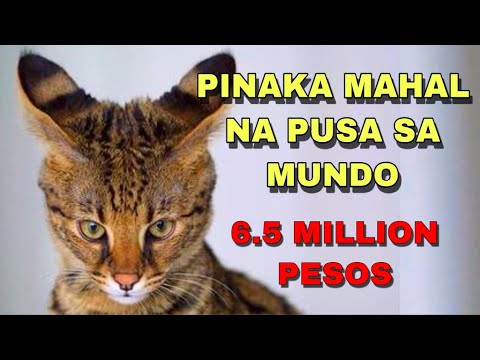 Video: Ano Ang Mga Lahi Ng Pusa Ang Pinaka-mapagmahal At Mabait