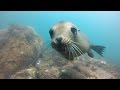 Explore Baja - Scuba Diving in the Sea of Cortez  (HD1080)