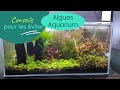 9 conseils pour viter ou limiter les algues en aquariophilie