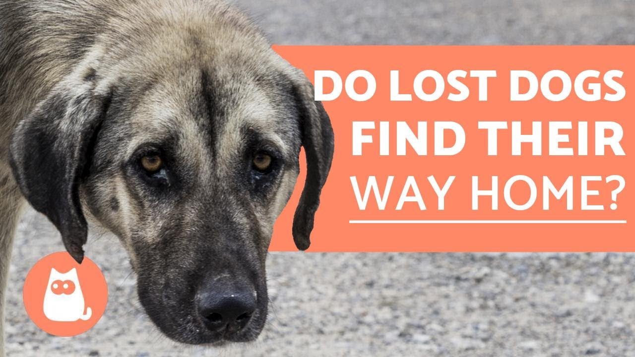 Can A Dog Find Its Way Home If Lost?