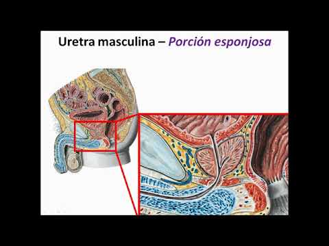 Vídeo: Uretra Femenina: Anatomía, Función, Diagrama, Condiciones, Consejos De Salud