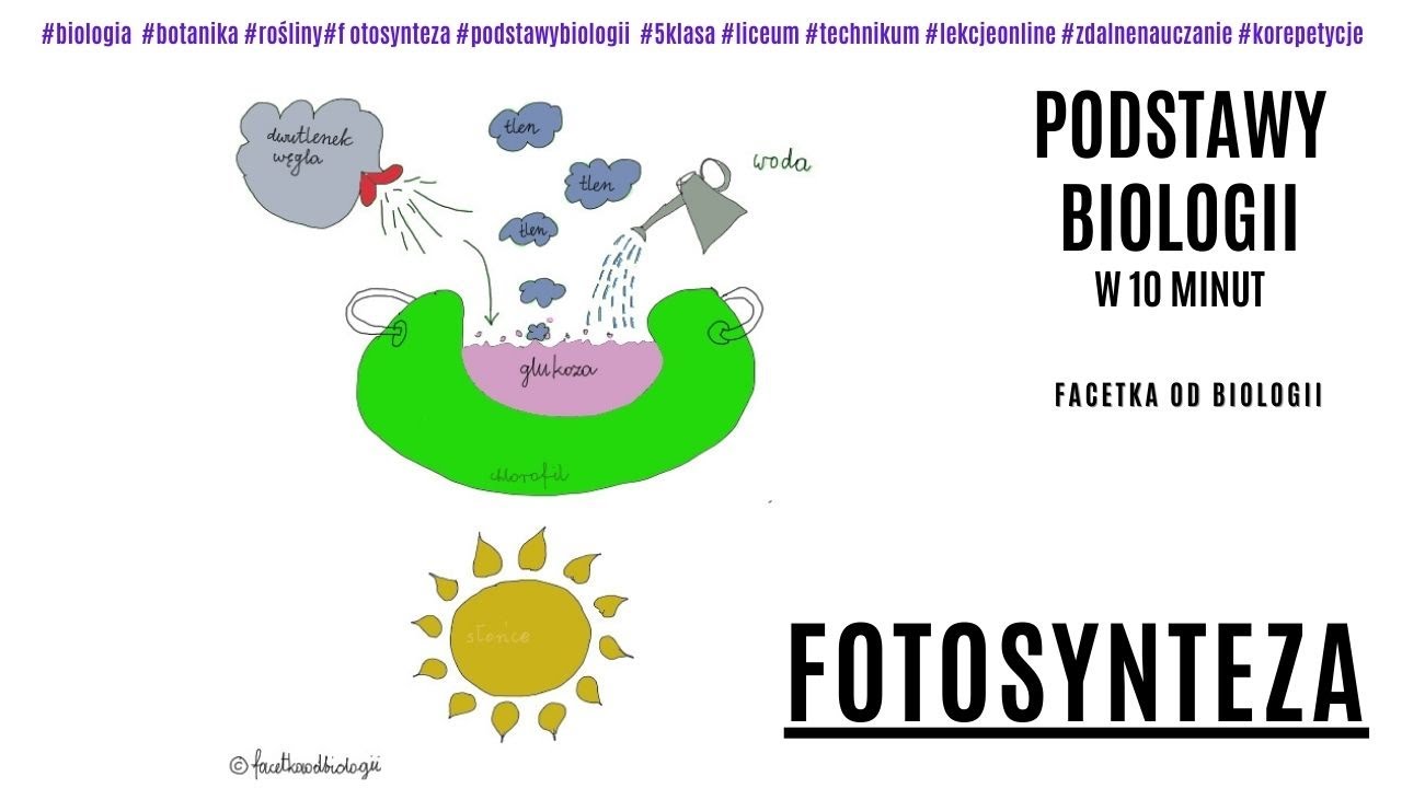 Biologia Zeszyt ćwiczeń Klasa 5 Fotosynteza | Odżywianie się roślin | Botanika | Darmowe korepetycje z