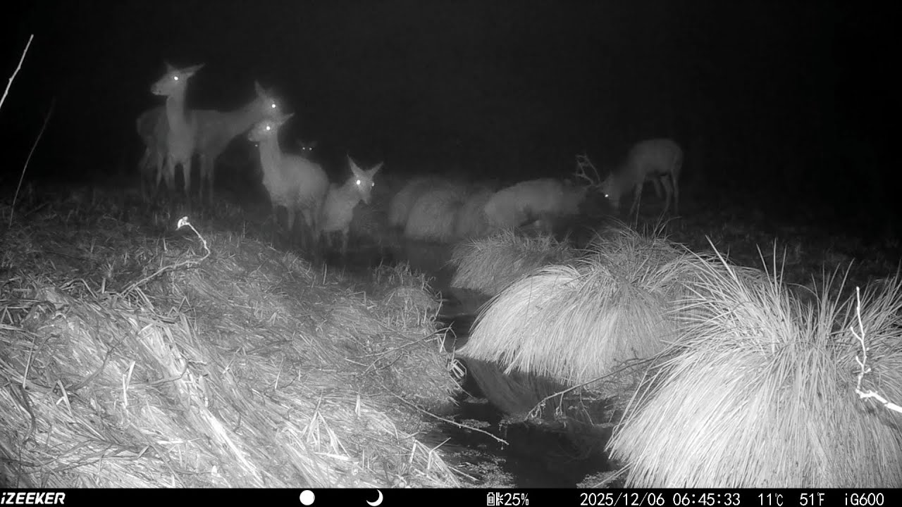 Leśni mieszkańcy okiem fotopułapki #71🌲🦌