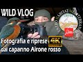 Fotografare e filmare gli uccelli svernanti  nikon z50  500mm pf  wild vlog