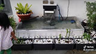 #kolam #hiasan screenshot 5