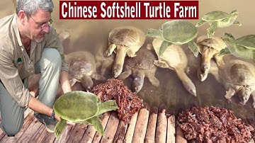 Chinese Softshell Turtle Farming - How to Start a Business Softshell Turtle Farm - Modern Farming